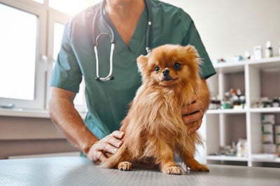 dog on a vet table