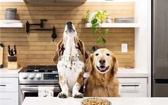 louis the basset hound howling, next to Moby, a golden retriever, with a bowl of turkey and whole wheat macaroni recipe in front of them