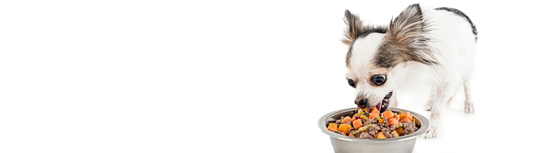 healthy meals for dogs banner tablet