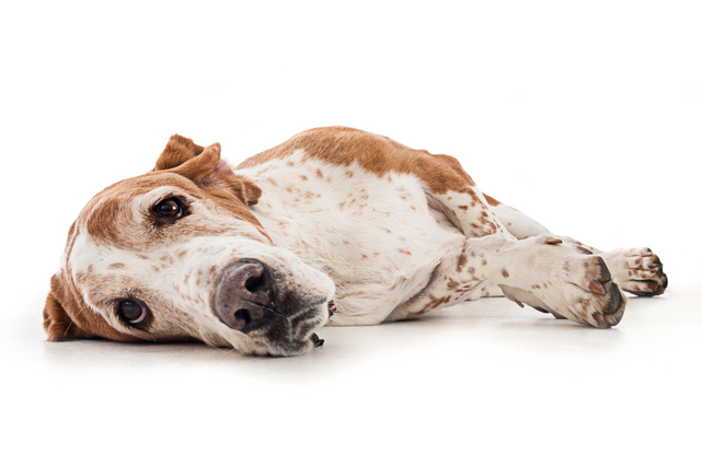 basset hound lying down