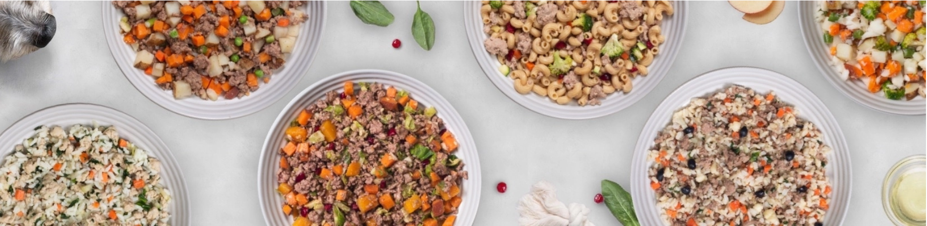 banner of bowls of fresh dog food