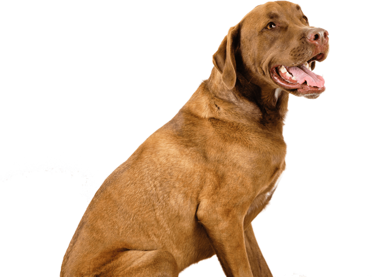 Feeding calculator for dogs and puppies